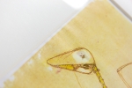 Panamarenko  - Archaeopterix oker